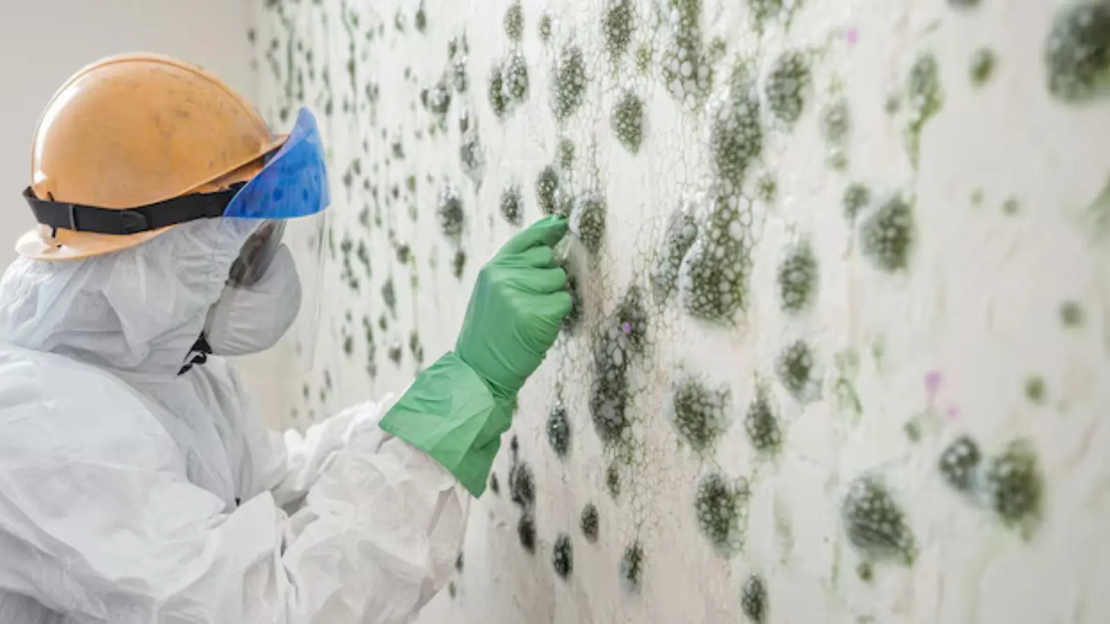 Worker in a hard hat and gloves inspecting mold spots spreading across a wall